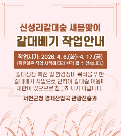 신성리갈대숲 새봄맞이
갈대베기 작업안내
작업시기: 2026. 4. 6.(화)~4. 17.(금)
(종료일은 작업 사정에 따라 변경 될 수 있습니다.)
갈대성장 촉진 및 환경정비 목적을 위한
갈대베기 작업으로 인하여 갈대숲 이용에
제한이 있으므로 참고하시기 바랍니다.
서천군청 경제산업국 관광진흥과