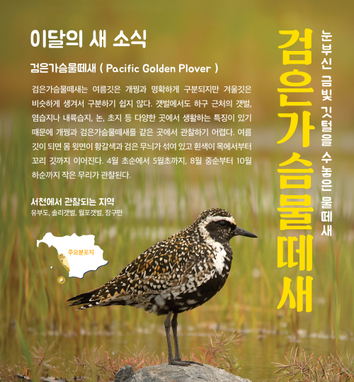 이달의 새 소식

검은가슴물떼새 (Pacific Golden Plover)

검은가슴물떼새는 여름깃은 개꿩과 명확하게 구분되지만 겨울깃은 비슷하게 생겨서 구분하기 쉽지 않다. 갯벌에서도 하구 근처의 갯벌, 염습지나 내륙습지, 논, 초지 등 다양한 곳에서 생활하는 특징이 있기 때문에 개꿩과 검은가슴물떼새를 같은 곳에서 관찰하기 어렵다. 여름깃이 되면 몸 윗면이 황갈색과 검은 무늬가 섞여 있고 흰색이 목에서부터 꼬리 깃까지 이어진다. 4월 초순에서 5월 초까지, 8월 중순부터 10월 하순까지 작은 무리가 관찰된다.

서천에서 관찰되는 지역
유부도, 솔리갯벌, 월포갯벌, 장구만

(지도 이미지와 주요 분포지 표시 있음)

눈부신 금빛 깃털을 수놓은 물떼새
검은가슴물떼새