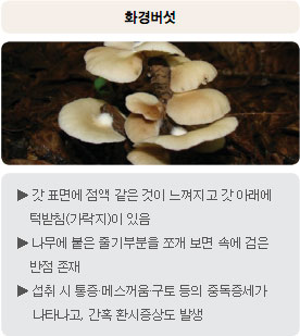 독버섯 - 화경버섯 : 갓 표면에 점액 같은 것이 느껴지고 갓 아래에 턱받침(가락지)이 있음, 나무에 붙은 줄기부분을 쪼개 보면 속에 검은 반점 존재, 섭취 시 통증&middot;메스꺼움&middot;구토 등의 중독증세가 나타나고, 간혹 환시증상도 발생