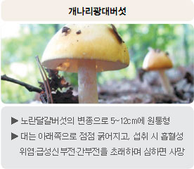 독버섯 - 개나리광대버섯 : 노란달걀버섯의 변종으로 5~12cm에 원통형, 대는 아래쪽으로 점점 굵어지고, 섭취 시 흡혈성 위염&middot;급성신부전&middot;간부전을 초래하며 심하면 사망