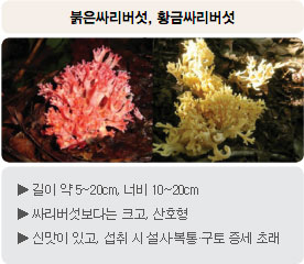 독버섯 - 붉은싸리버섯, 황금싸리버섯 : 길이 약 5~20cm, 너비 10~20cm, 싸리버섯보다는 크고, 산호형, 신맛이 있고, 섭취 시 설사&middot;복통&middot;구토 증세 초래